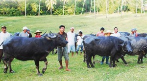 carabaos