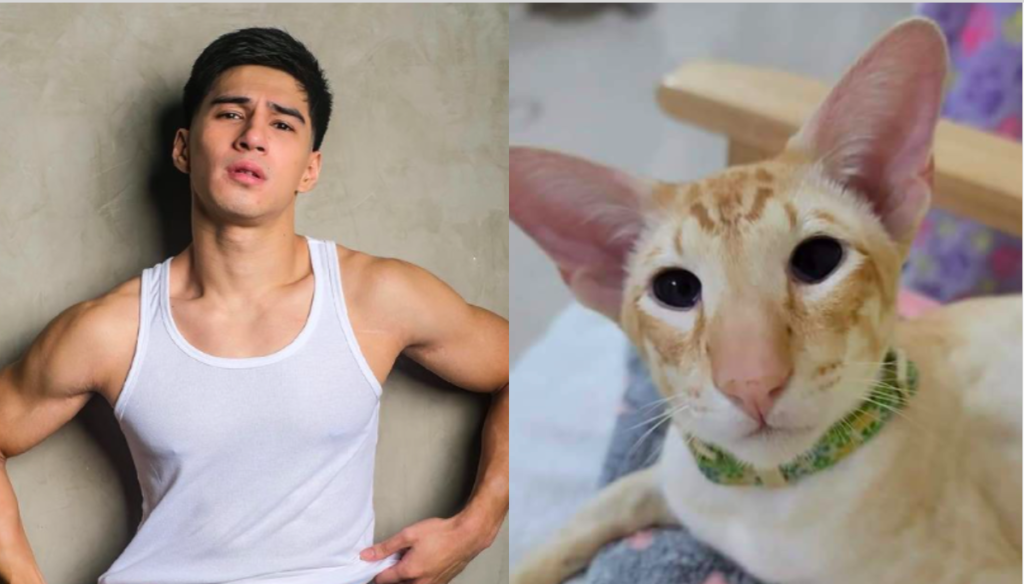 Albie Casiño sinakyan ang trip ng netizens, ginawang DP ang kamukhang pusa