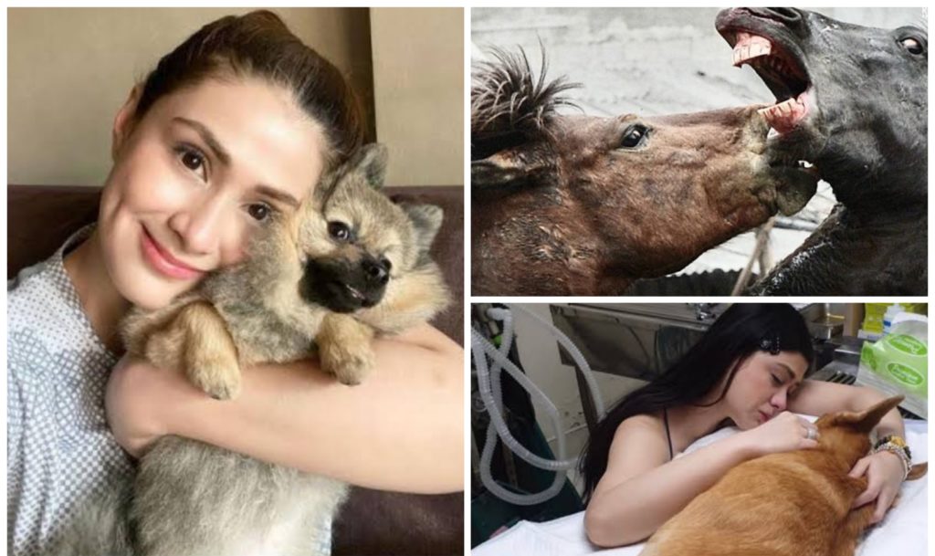 Carla Abellana nanawagang itigil na ang 'horse fighting': Bakit kailangang gawin n'yo yan sa mga hayop?