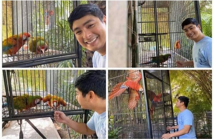 Coco ipinasilip ang alagang bird, pinagpiyestahan ng netizens: 'Wow! Ang ganda naman idol!'