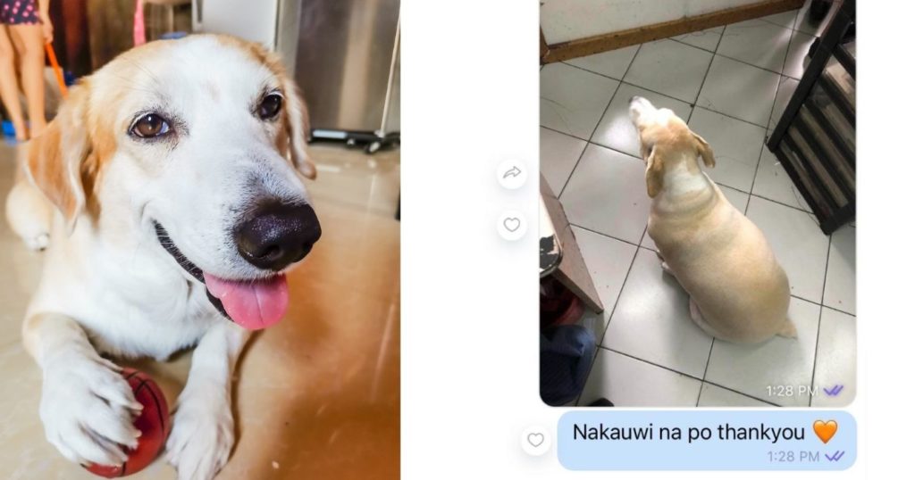 Furbaby na marunong umuwi mag-isa viral na, netizens bilib na bilib: ‘Forda independent ang dog’