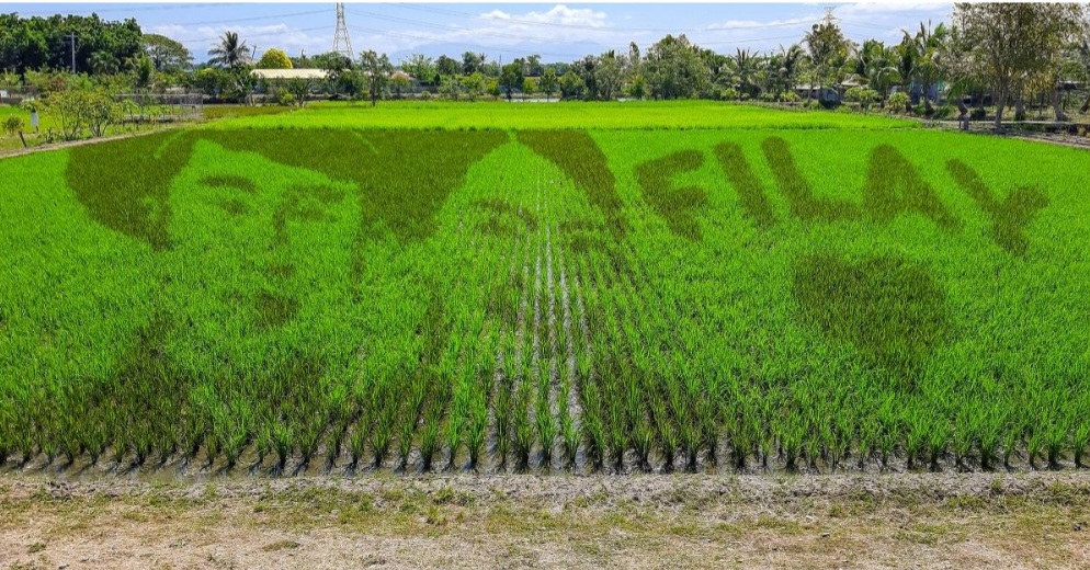 Mukha nina Barbie at David bumandera sa Rice Paddy Art; Ashley tuloy ang laban kahit madapa, matumba at masugatan