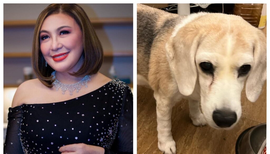 Alagang aso nina Sharon at Frankie may dementia: 'Please pray that I have more years to be with my hoomans'