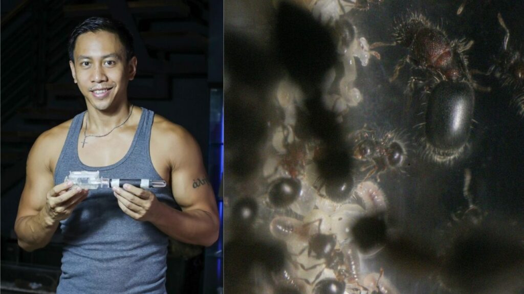 Mikey Bustos sa ‘langgam’ na nakita sa bakuran: ‘It officially became the 555th ant species recorded in the country!’