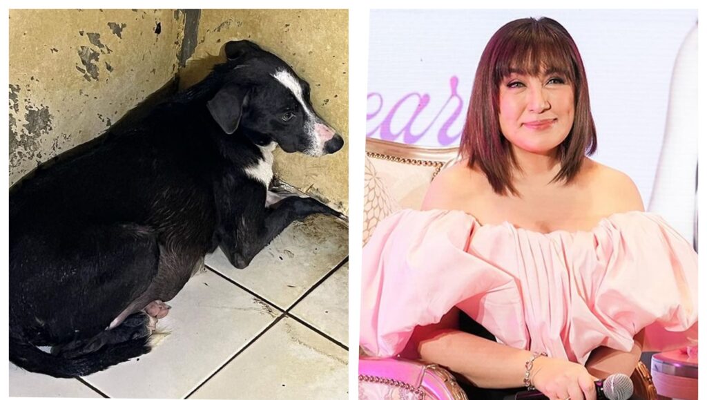 Sharon nanawagan sa mga kapwa animal lovers: 'Please open your heart to our Aspins: 'They are smart, loving & loyal!'