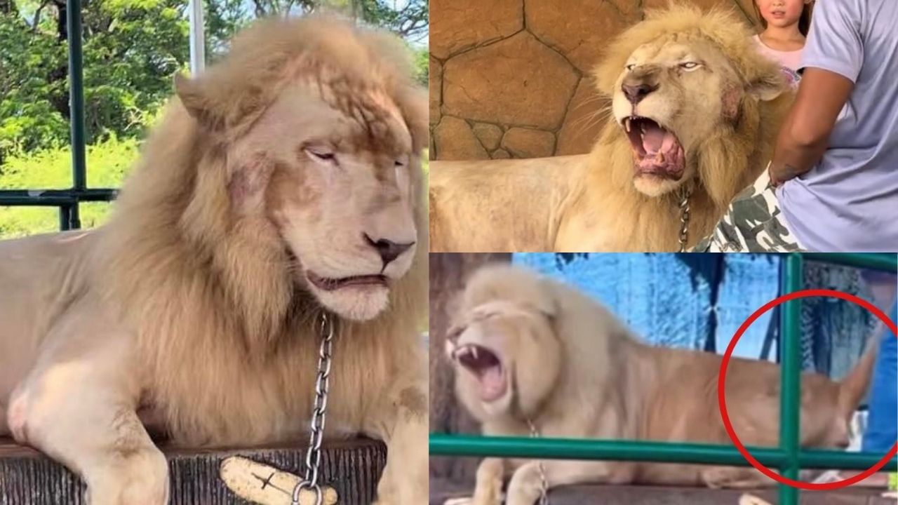 Zoo sa Vigan nag-sorry, netizens beast mode sa pananakit sa leon