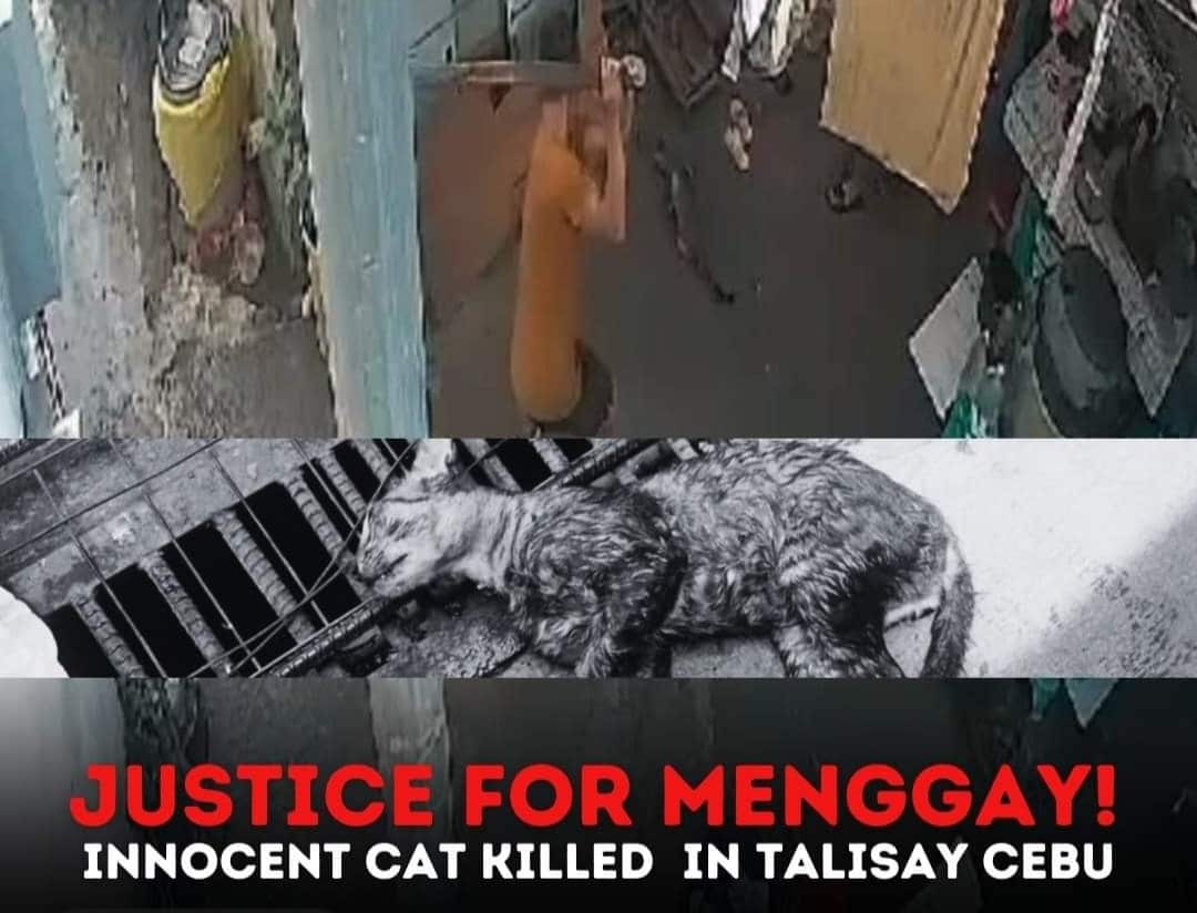 Rescued cat na si Menggay pinagpapalo ng dos por dos, patay