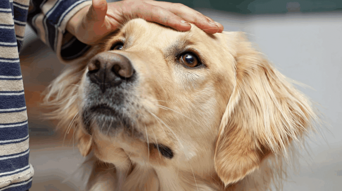 ALAMIN: Tips para iwas stress, trauma ang pets sa ingay ng paputok
